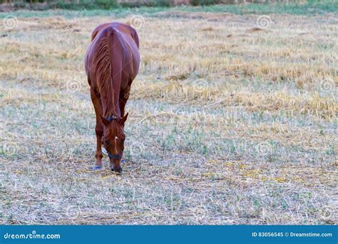 Brown Horse Grazing On Fresh Grass Stock Image Image Of Grass Brown