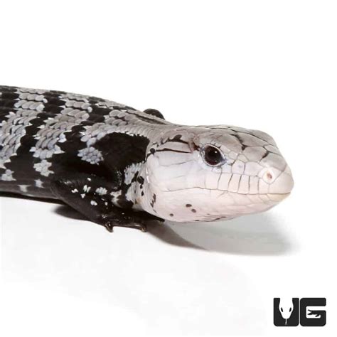 Baby Axanthic Halmahera Blue Tongue Skinks Tiliqua Gigas For Sale