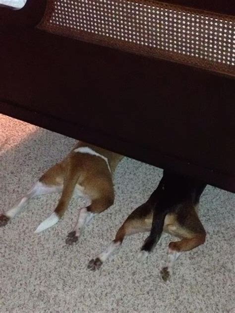 25 Funny Dogs Who Suck At Hide And Seek Cute Beagles Cute Puppies