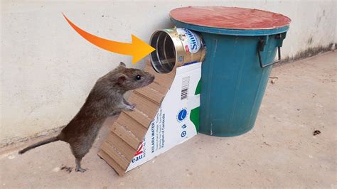 Many people use toxic rat terminators that contain harmful chemical poisons and glue. Best Mouse Trap Using Bucket&Can Milk - Homemade Mouse/Rat ...