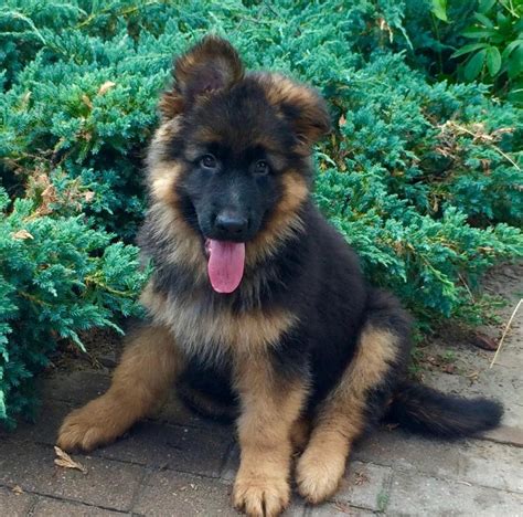 Buy and sell german shepherd puppies & dogs and almost anything on gumtree australia. New Long Haired German Shepherd Puppy - German Shepherd ...
