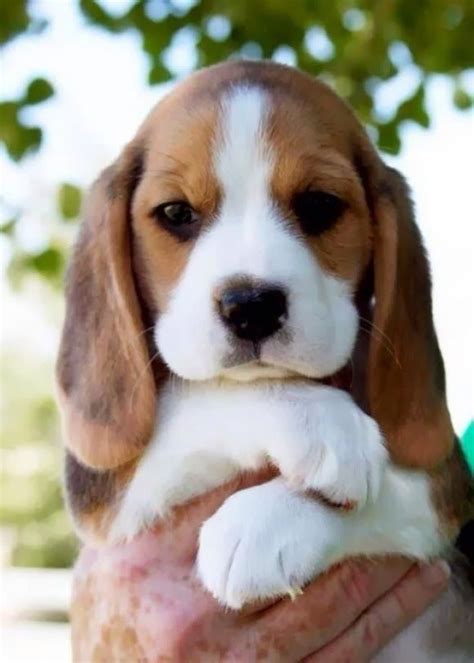 Baby Beagle Future Pinterest Photographs Puppys And Sad