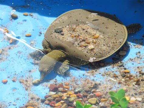Other excellent choices for turtle tanks are internal aquarium filters or even using a canister filter. How to Set Up an Aquarium for a Baby Soft Shell Turtle ...