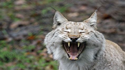 Lynx Escapes From Borth Wild Animal Kingdom Owned By Dean Tweedy