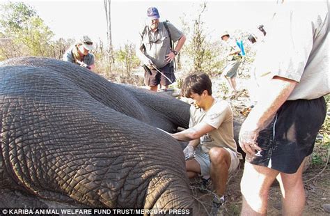 Elephant Suffers Giant Swollen Genitals After Injuring