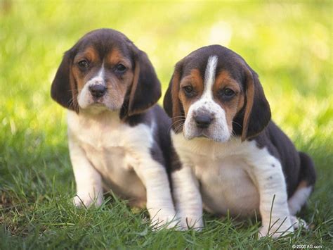 Beagle Pups Nature Grass Beagles Dogs Hd Wallpaper Peakpx