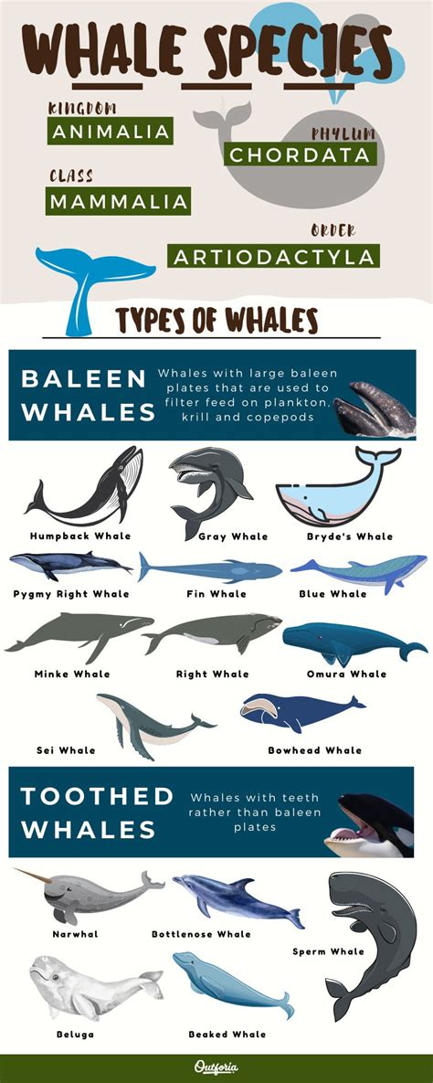 All 21 Different Types Of Whales Guide Pictures And Classification