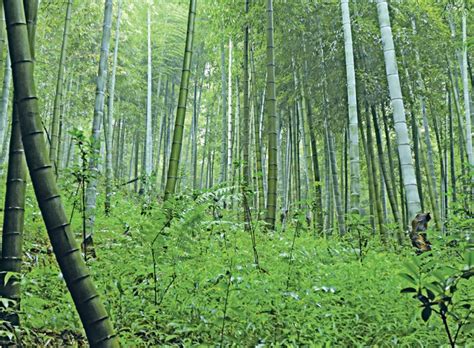 In general, you can purchase bamboo in several anyone out there using bamboo in their furniture? Bamboo plantations to boost supply for industries-DENR