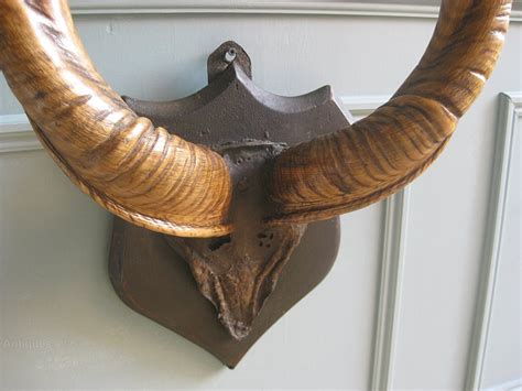 Antiques Atlas Mounted Horns