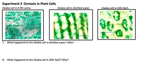 Solved Experiment Osmosis In Plant Cells Elodea Cell In 9 Nacl