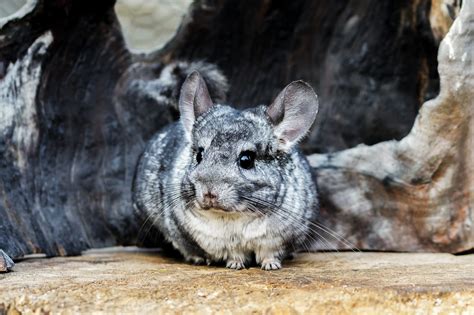 Chinchilla Facts For Kids