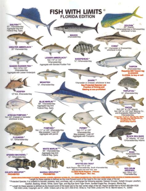 Florida Fish Size Chart