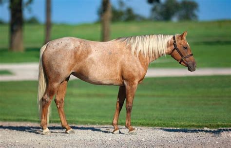3 Yo Palomino Roan Mare By Pc Frenchmans Hayday
