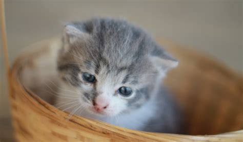 If kittens sit upright, they're more likely to choke. Bottle Feeding Kittens | Douglas Feed & Pet Supply ...