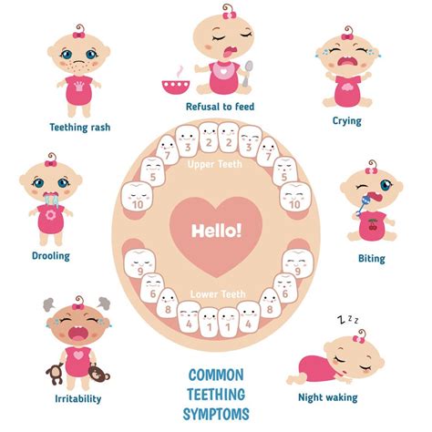 Four Signs Of A Teething Baby Anchorage Pediatric Dentistry