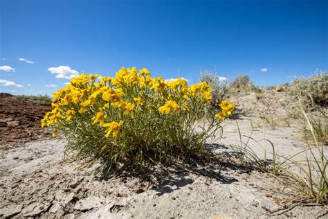 Flowers Of The Dinosaur Provincial Park Canada Stock Image Image Of