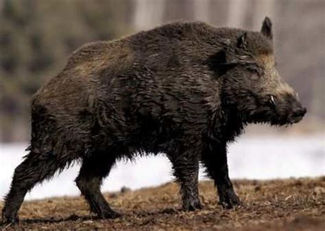 The wild boar is an omnivore, feeding on just about anything edible. Province cancels wild boar bounty | Mayerthorpe Freelancer