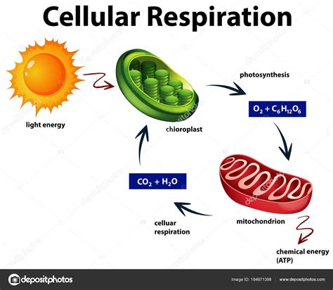 Diagrama Que Muestra El Proceso De Fotosintesis Y Respiracion Celular