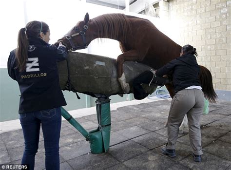 Prized Horse Semen Extracted By Argentine Lab Extracts For 10k A Batch