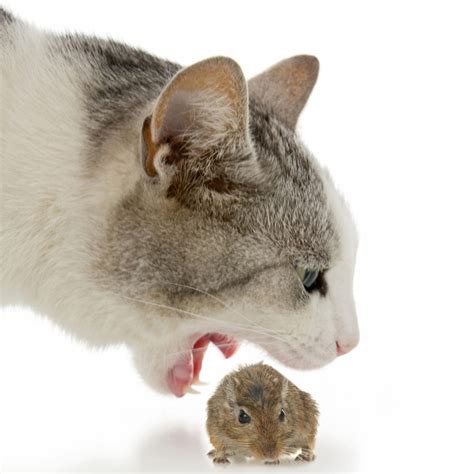 Well cats dont usually *eat* mice, they usually just play with them for a while. The Bubonic Plague - Could It Happen Again?