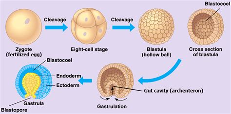 As The Initial Cleavage Divisions Proceed In A Frog Embryo What Happens Next Socratic