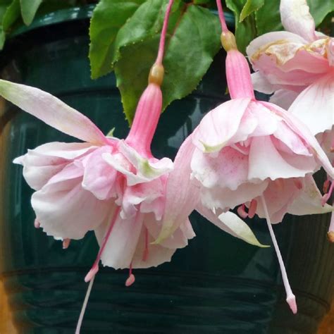 Pink Marshmallow Fuchsia Plants For Sale Free Shipping Fuchsia Plant