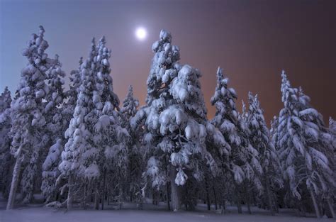 Snowy Winter Forest Under A Full Moon