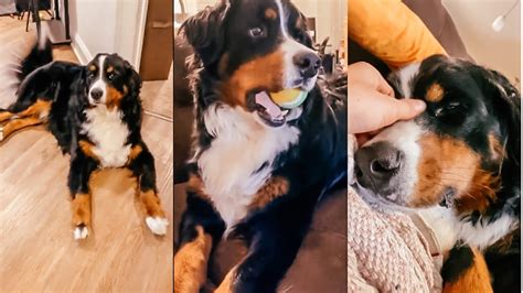 Bernese Mountain Dog Compilation Video Part 3 Youtube