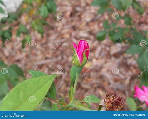 A Delicate Pink Rosebud In The Garden Stock Image Image Of Blossom