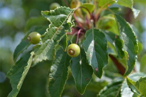 Crabapple trees are part of the malus genus of trees that are native to north america, asia and europe with white or pink flowers and small, red apples. Golden Raindrops crabapple is a spring-flowering ...