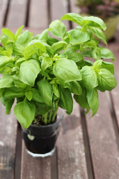 This Week For Dinner Basil Archives This Week For Dinner