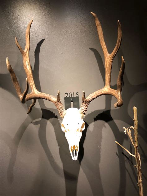 European Deer Skull Mount Wyear