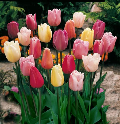 Buy Mixed Triumph Tulips 25 Bulbs Assorted Colors Of Tulip Bulbs By
