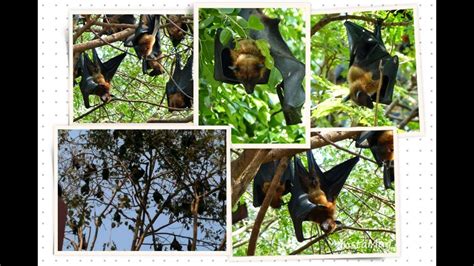 Bats Of Wat Pho Bang Khla Youtube