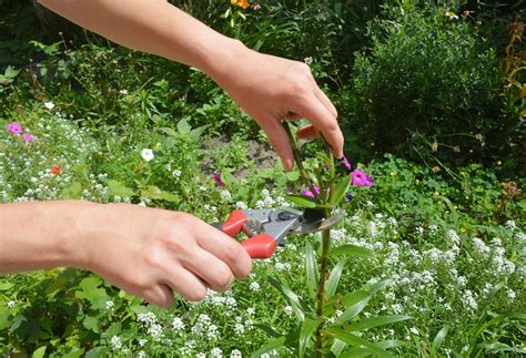 Why Deadheading Flowers And Plants Is Important Perfect Plants
