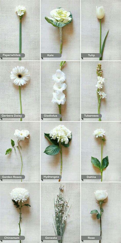types of white flowers 🌸🌼 good to know 💕 musely