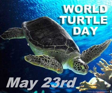 40 Adorable World Turtle Day 2018 Images And Pictures