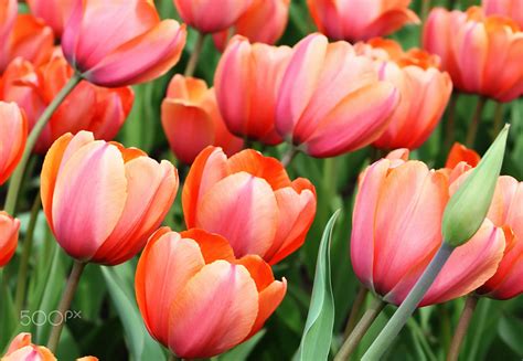 beautiful tulips - close up of beautiful tulips | Tulips, Beautiful