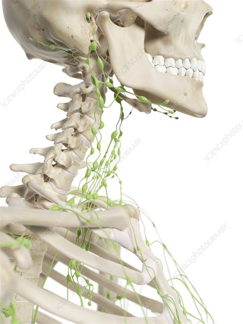 Lymph Nodes In Neck Artwork Stock Image F0094039 Science Photo