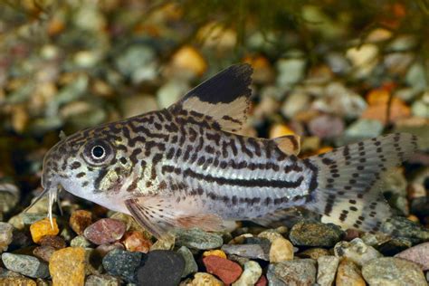 11 Top Catfish Species For Your Aquarium