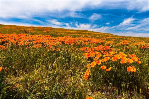 Lancaster Poppy Fields Welcome Spring By Photosbyflood Redbubble