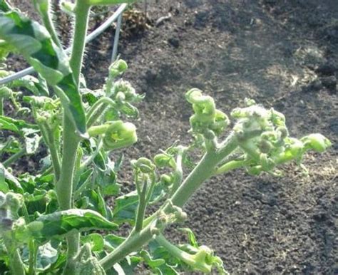 In many cases the curling (twisting) is quite erratic with no. Leaf curling as they sprout