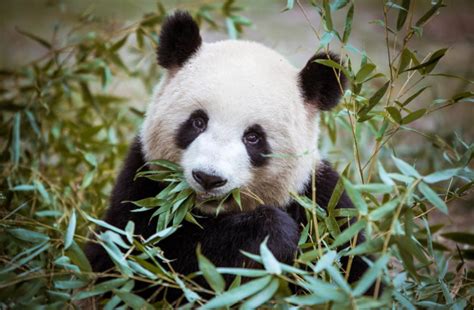 Until Relatively Recently Giant Pandas Ate Much More Than Bamboo