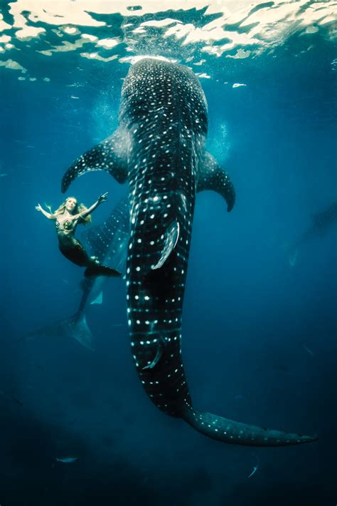 Whale Shark Mermaid Photography By Shawn Heinrichs