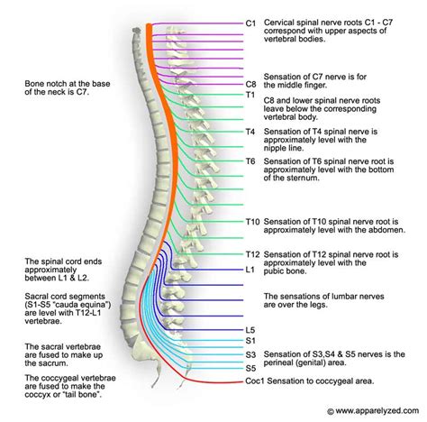 Spinal Cord Brainspinal Cord Project