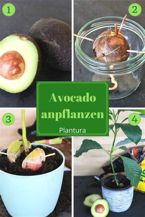 Auch das braune häutchen sollten sie abziehen. Avocadokern pflanzen: Avocado-Anbau zu Hause - Plantura ...