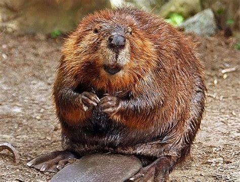 The Odd Way Beavers Impact Climate Change Popular Science