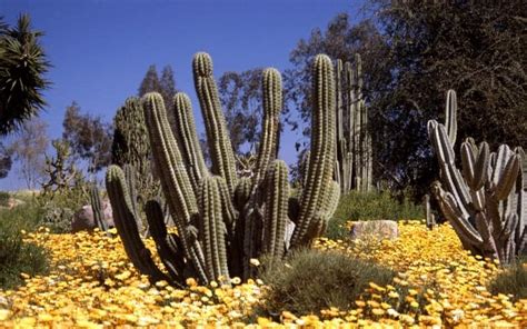 10 Different Types Of Plants In The Desert 5 Is Lovely