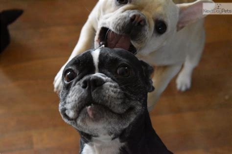 Looking for your new pet can be very difficult and each puppy breed is different. Fixed!: French Bulldog puppy for sale near St Louis ...