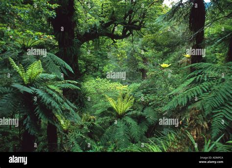 Rainforest With Tree Ferns New Zealand Northern Island Te Urewera Np